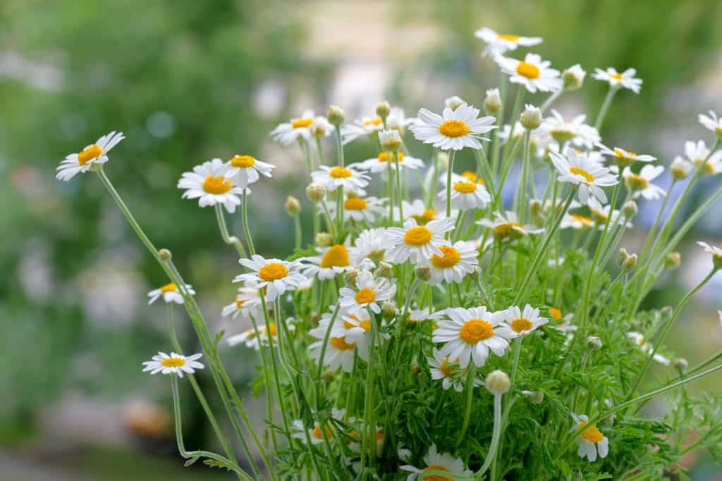 A small bunch of daisy flowers blooming in the garden