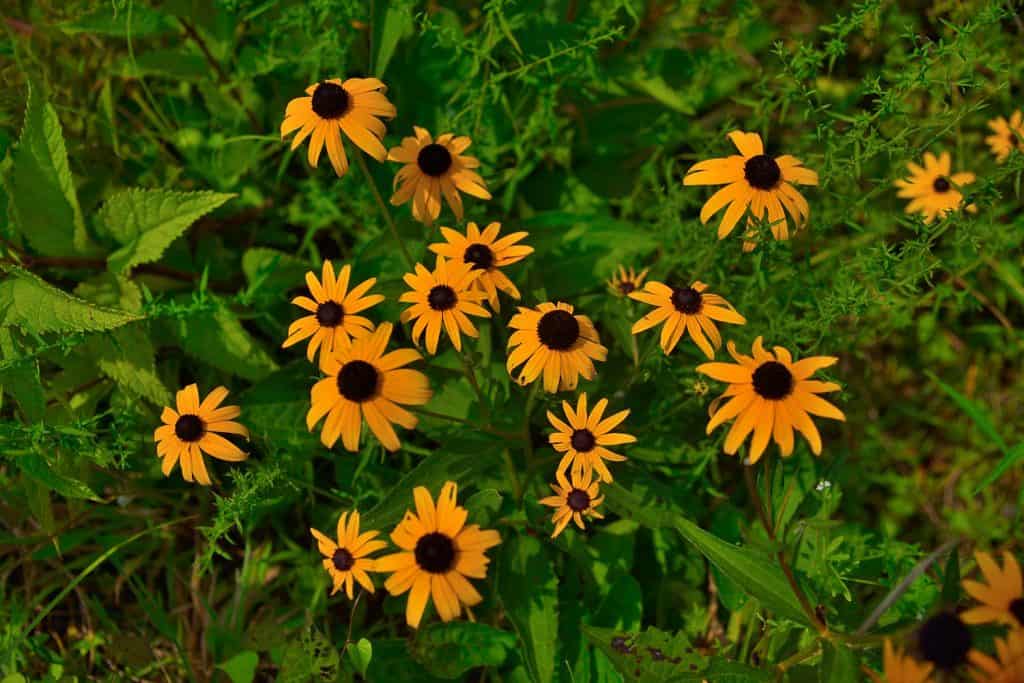 A small bunch of yellow black eyed susans