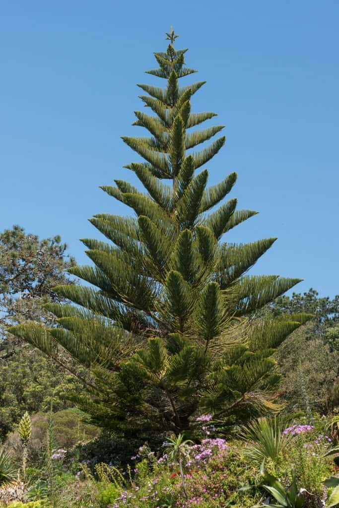 A tall Norfolk Island pine tree photographed in a garden
