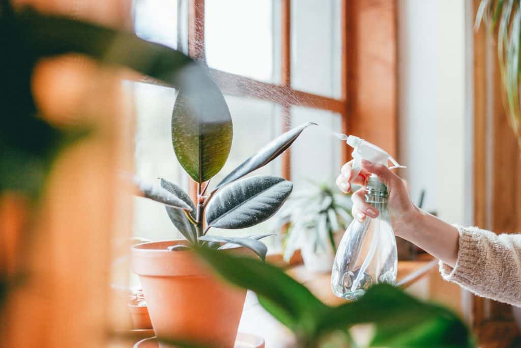 A woman spraying her Schefflera plant near the window