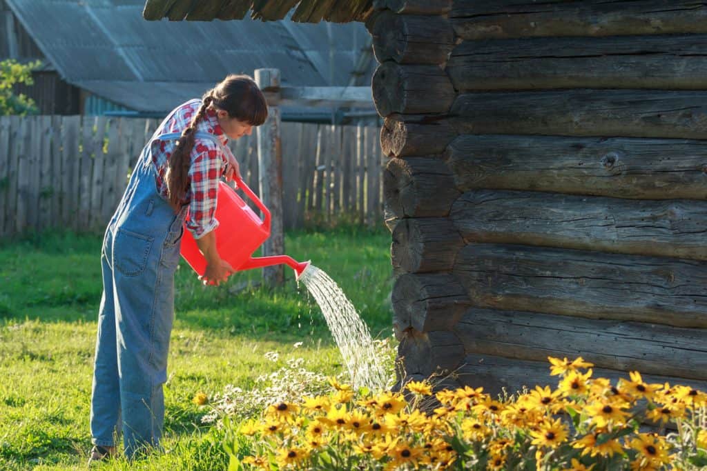 A woman watering her black eyed Susans beside her house