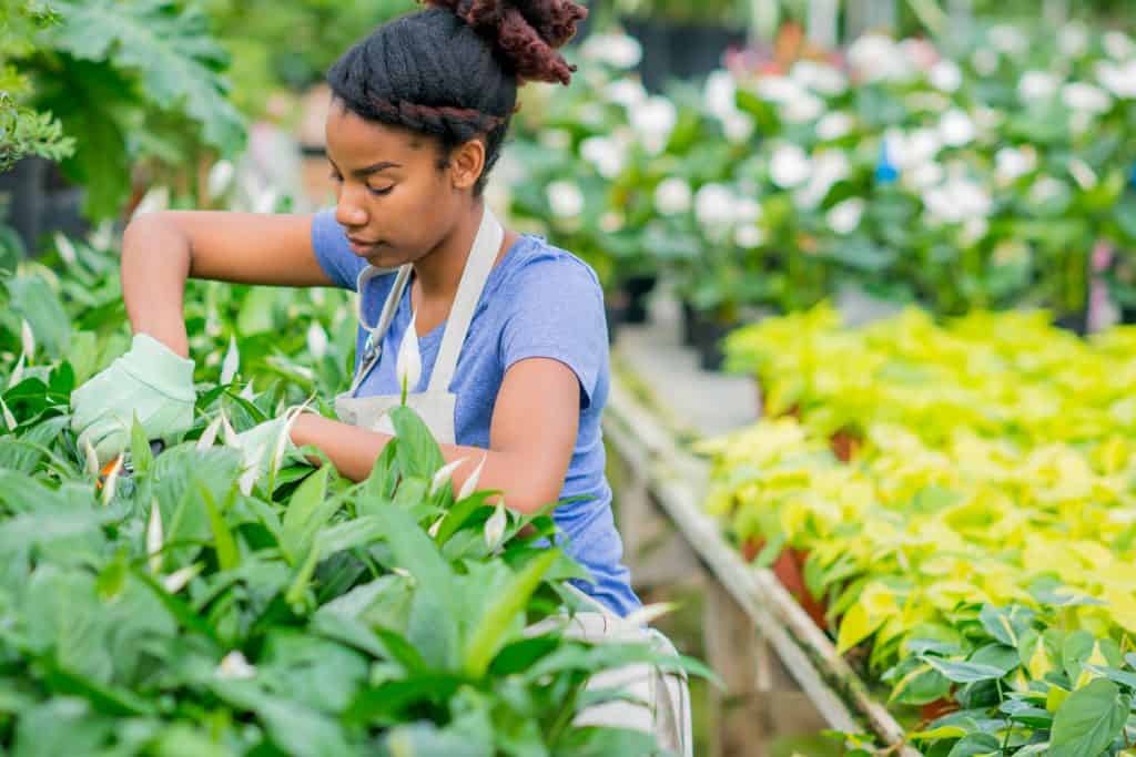 A young woman of African descent works at tending to, taking inventory of, and checking up on a row of peace lilies in her greenhouse.