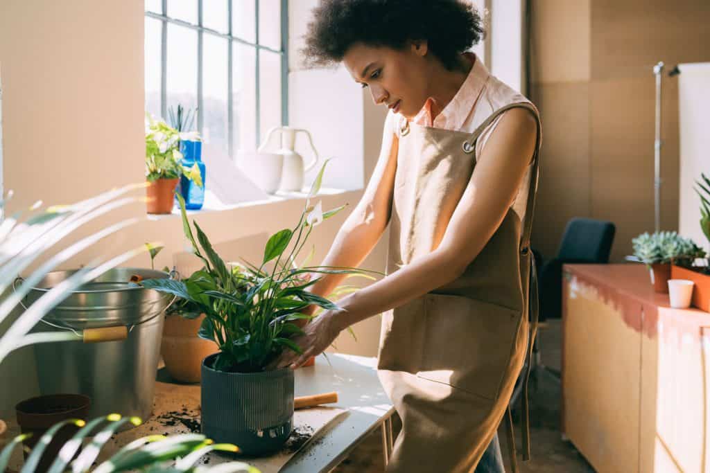 Beautiful African American female florist being busy in a workshop, taking care of her plants (Horizontal)