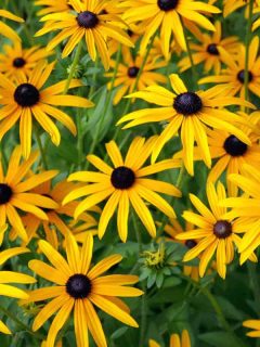 Beautiful blooming yellow black eyed Susans in the garden, How And When To Transplant Black-Eyed Susans