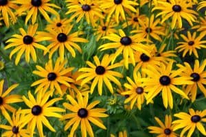 Read more about the article How And When To Transplant Black-Eyed Susans