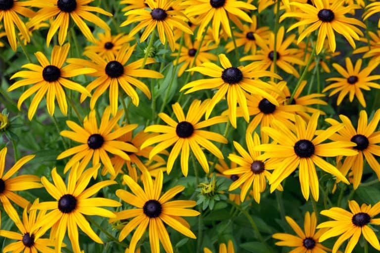 Beautiful blooming yellow black eyed Susans in the garden, How And When To Transplant Black-Eyed Susans