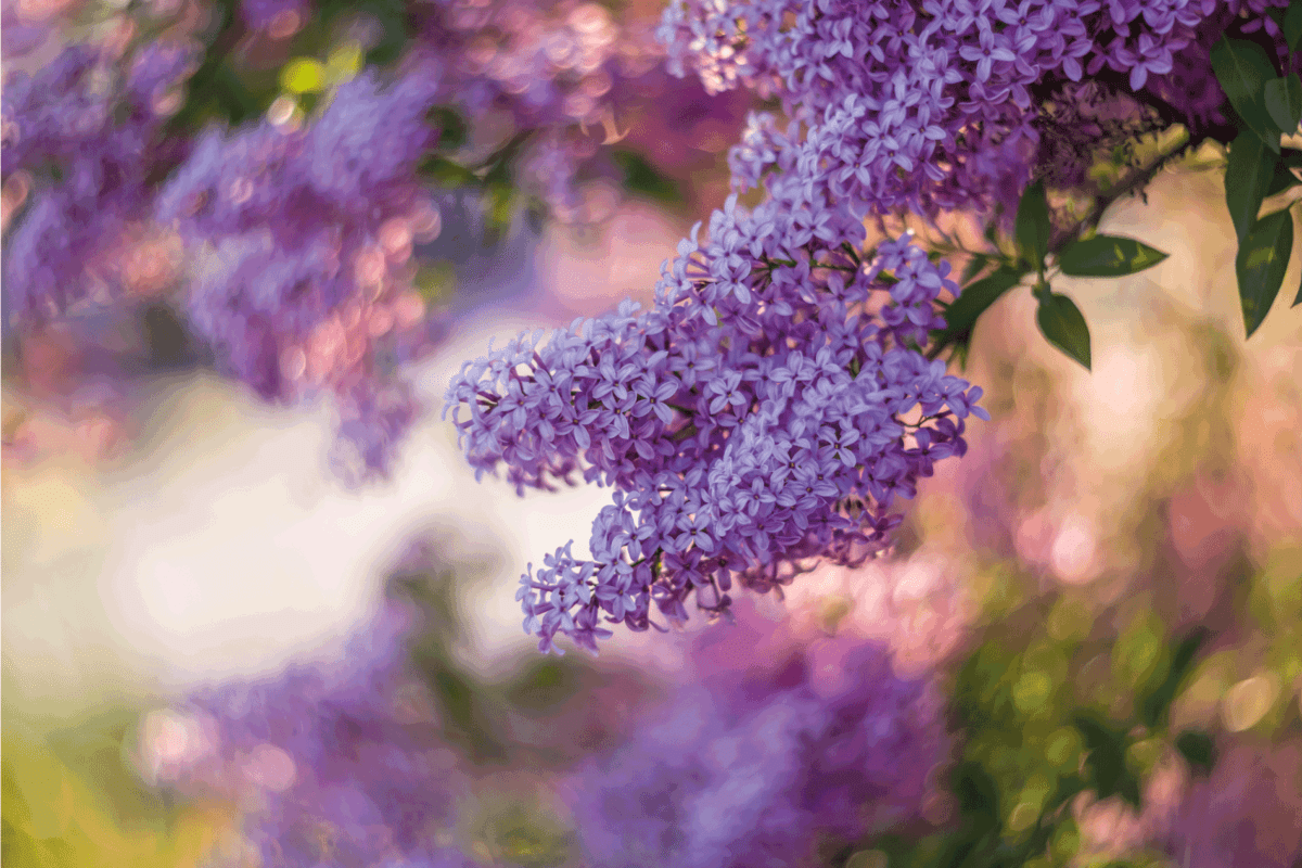 Blossoming purple lilacs in the spring. Blurred image, spring background.