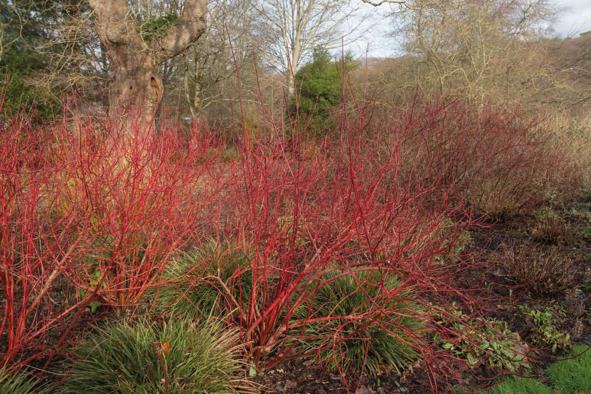 Bright Red Winter Stems on a Deciduous Dogwood Shrub (Cornus alba 'Baton Rouge') Surrounded by Ornamental Grasses in a Woodland Garden