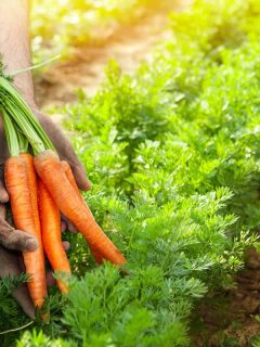 Carrots in gardener hands. Carrot picking in the garden, 7 Best Fertilizers for Carrots