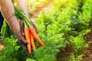 Read more about the article 7 Best Fertilizers for Carrots
