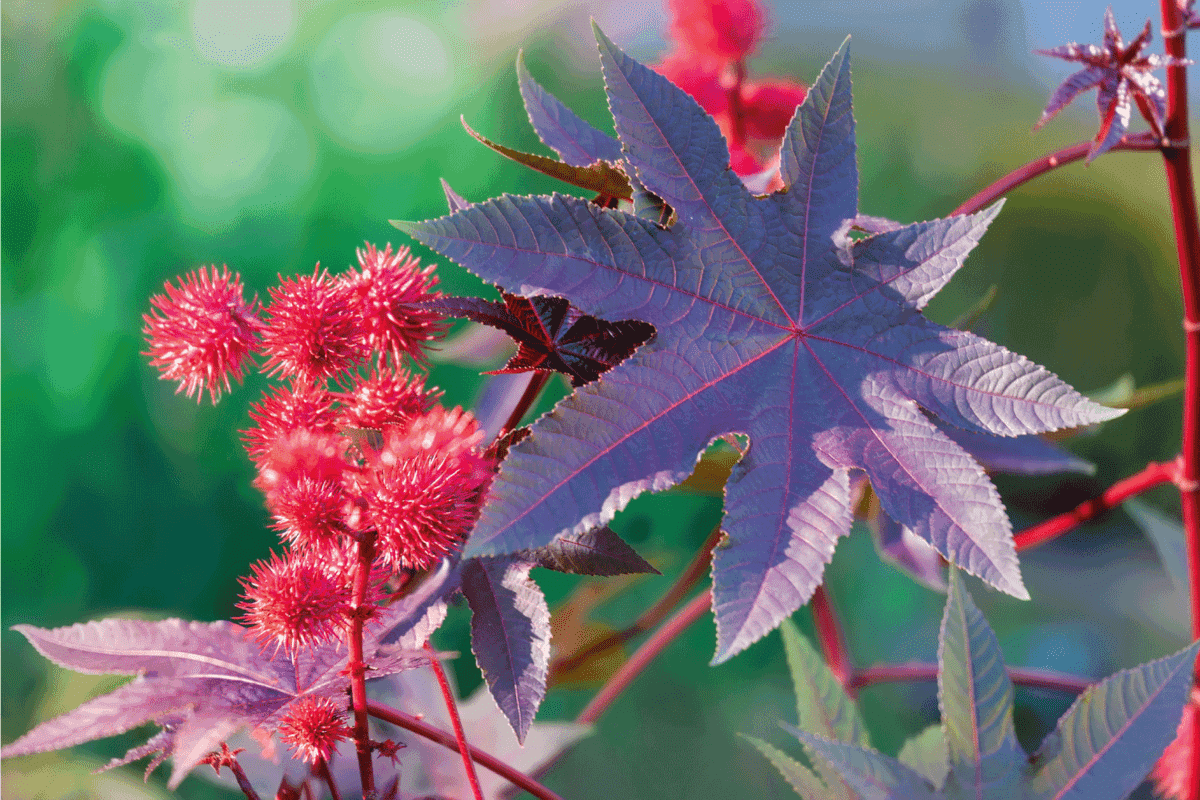 Castor oil plant with red prickly fruits and colorful leaves. Ornamental plant in the flowerbed