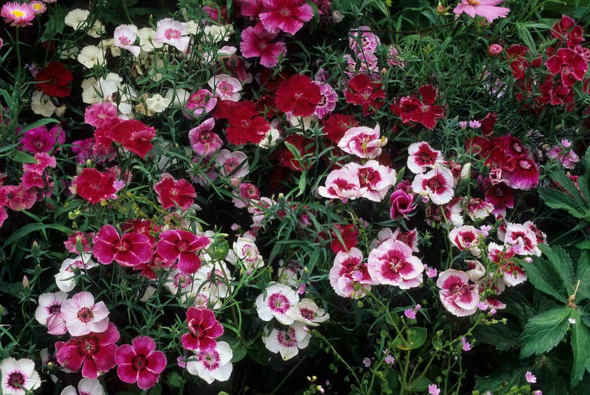 Chinese pink dianthus
