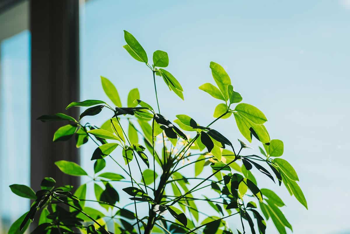 Close up photo of Schefflera plant