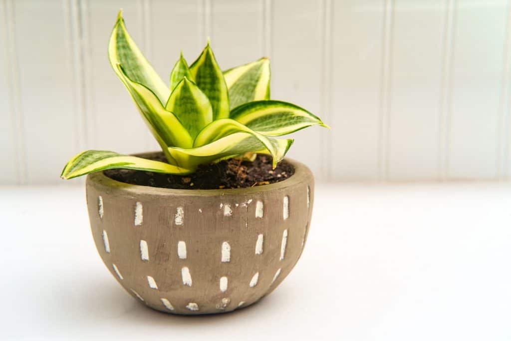 Decorative green Hosta houseplant with stone pot