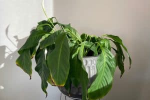 Read more about the article My Peace Lily Is Dying – What To Do?