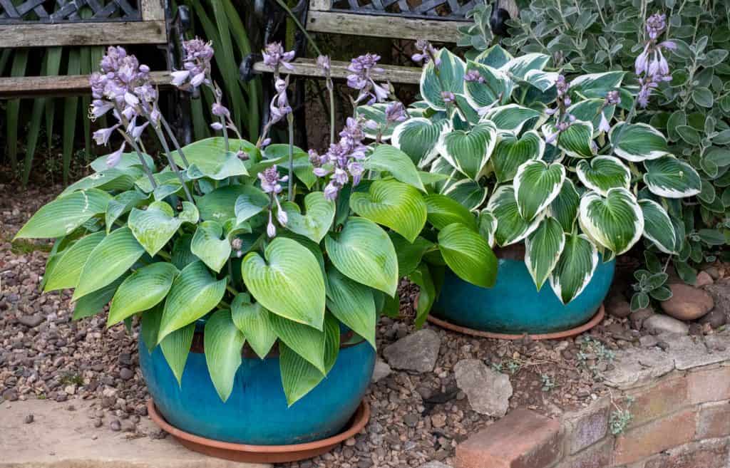 Flower pots of Hosta plants in an English garden