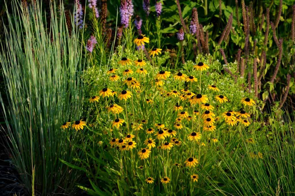 Gorgeous black eyed Susans blooming in the garden