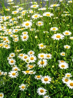 Gorgeous blooming daises in the summer photographed in the garden, When To Transplant Daisies [And How To]