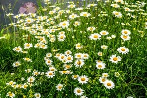 Read more about the article When To Transplant Daisies [And How To]