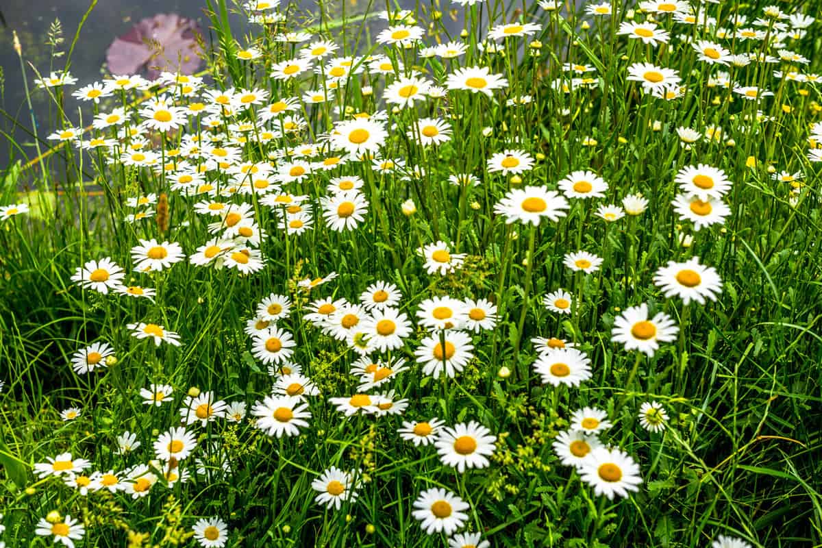 Gorgeous blooming daises in the summer photographed in the garden, When To Transplant Daisies [And How To]