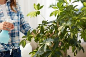 Read more about the article How Much Water To Give A Schefflera [And How Often?]