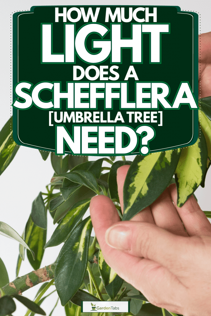 A man holding a healthy Umbrella trees leaves, How Much Light Does A Schefflera [Umbrella Tree] Need?