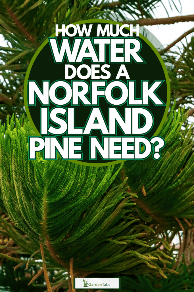 Norfolk Island pine tree photographed up close, How Much Water Does A Norfolk Island Pine Need?