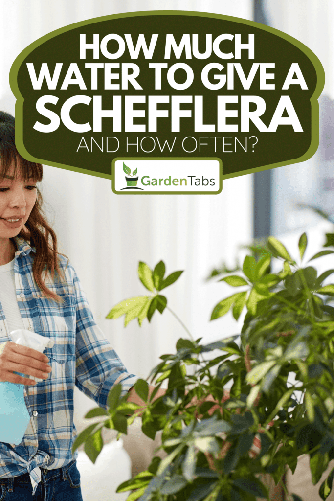 A housewife with water sprayer moistening houseplant leaves, How Much Water To Give A Schefflera [And How Often?]
