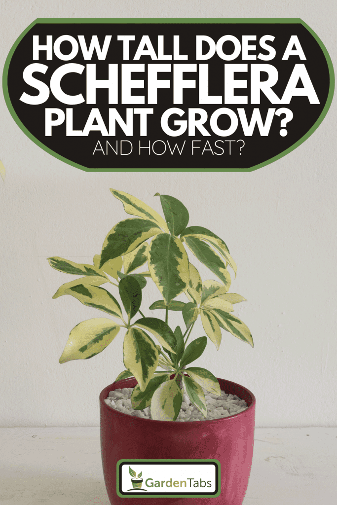 A variegated Schefflera plant or umbrella tree potted in a colorful decorative pot with isolated white background, How Tall Does A Schefflera Plant Grow? {And How Fast?}