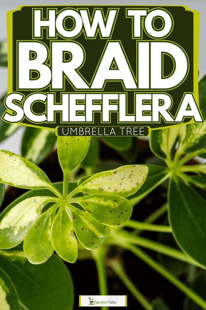 A top view photo of a Schefflera plant in it pot, How To Braid Schefflera [Umbrella Tree]