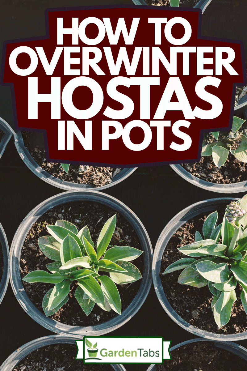 How To Overwinter Hostas In Pots