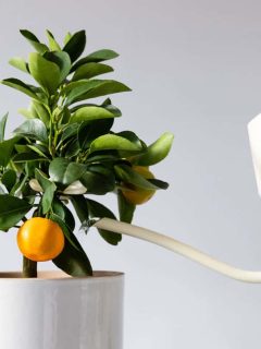 Man watering potted houseplant Citrus calamondin using a elegant white metallic watering can with long thin spout, yellow thin circular handle, white background, 5 Best Fertilizers For Citrus Trees