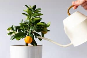 Man watering potted houseplant Citrus calamondin using a elegant white metallic watering can with long thin spout, yellow thin circular handle, white background, 5 Best Fertilizers For Citrus Trees