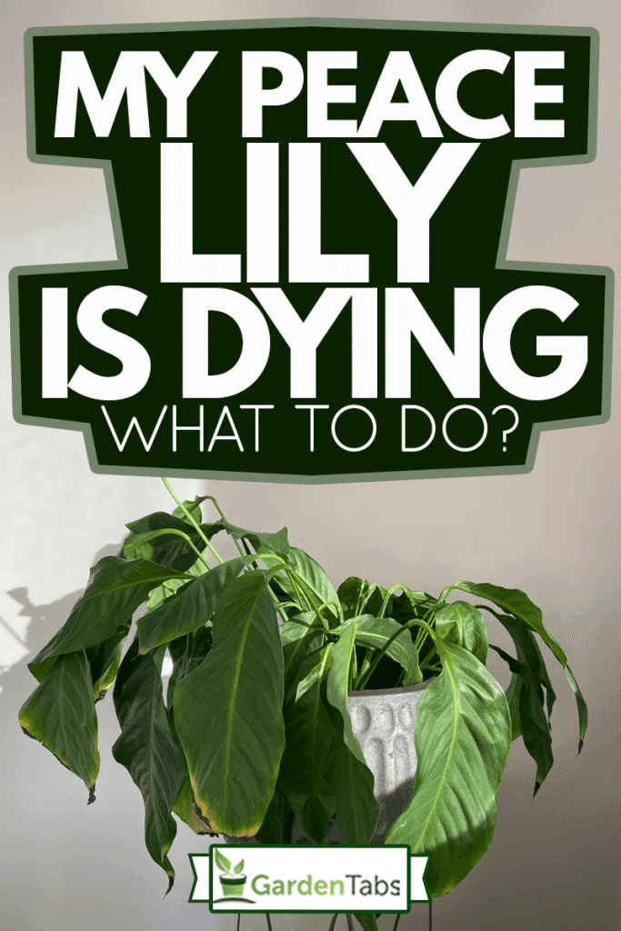 Drooping peace lily plant, needs watering, My Peace Lily Is Dying - What To Do?