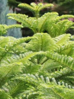 Norfolk Island pine in plastic pot at shop, How To Germinate Norfolk Island Pine Seeds
