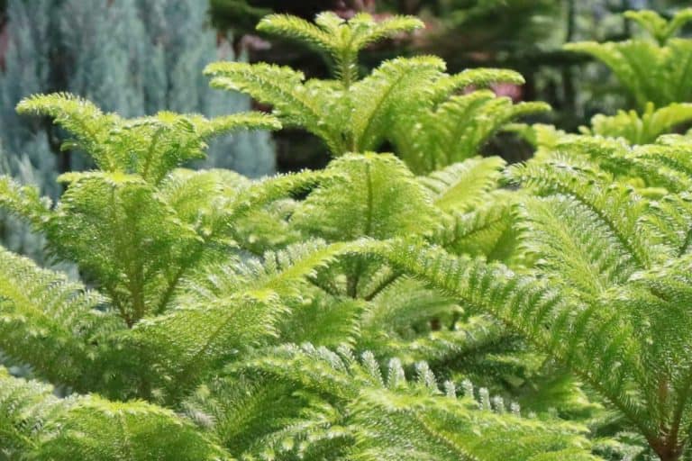 Norfolk Island pine in plastic pot at shop, How To Germinate Norfolk Island Pine Seeds