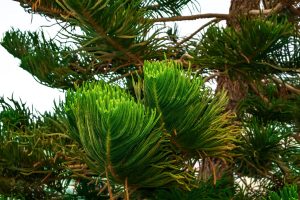 Norfolk Island pine tree photographed up close, How Much Water Does A Norfolk Island Pine Need?