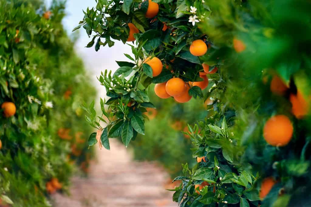 Orange grove in Southern Spain. Daylight, no people