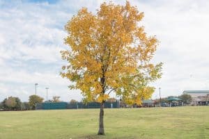 Read more about the article How To Prune A Cedar Elm Tree