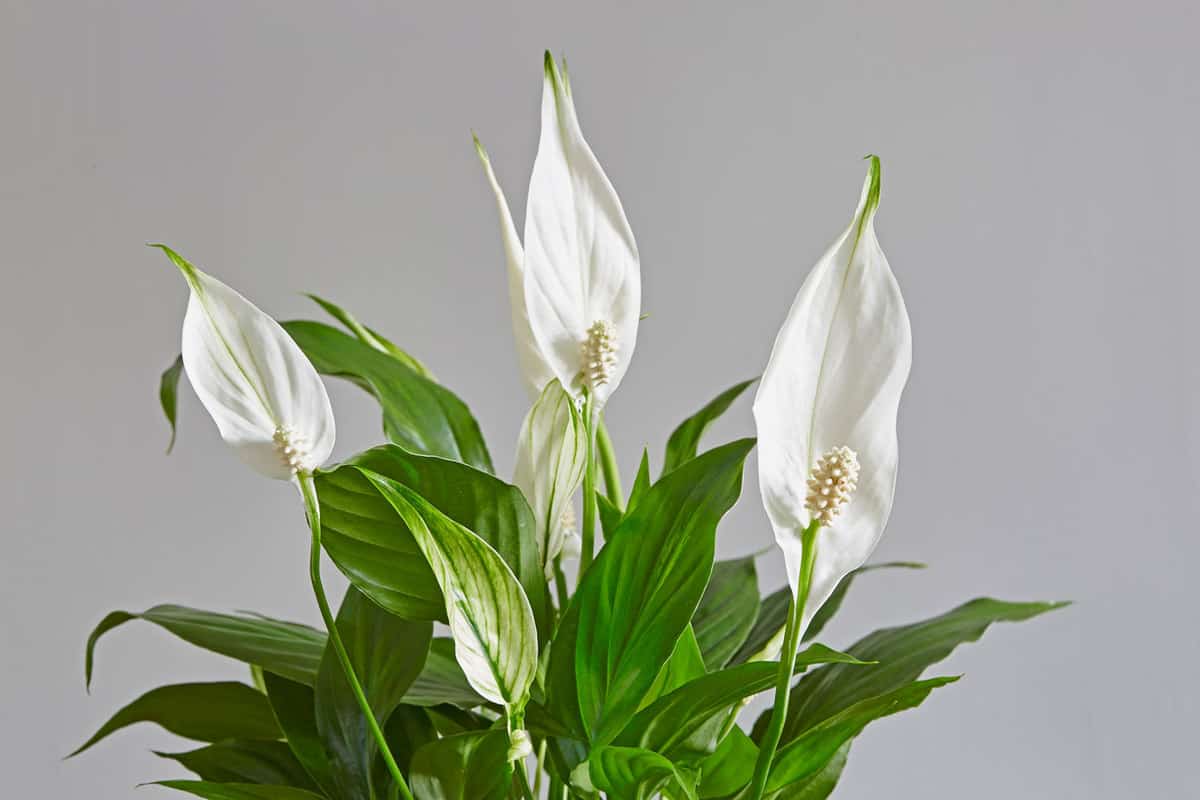 Peace Lily plant with several flowers