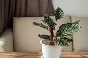 Read more about the article 8 Best Fertilizers For Calathea