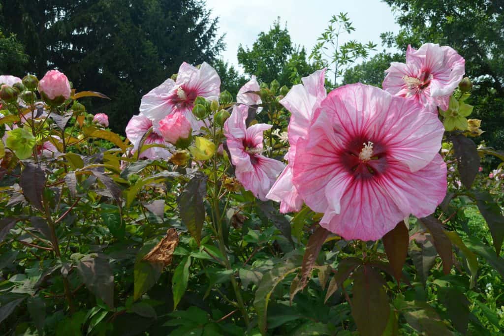 Pink hibiscus flowers photographed in the garden