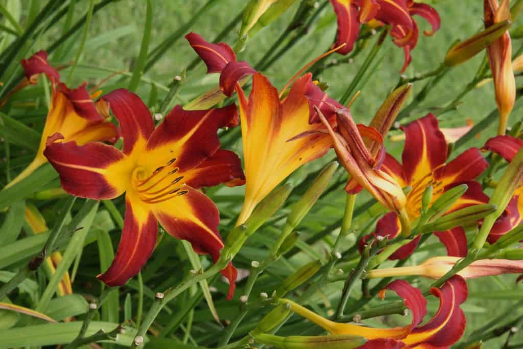 Red daylilies blooming in the garden