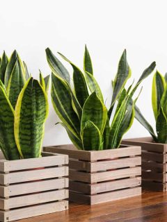 Sansevieria plants in pots on table, Does Sansevieria [Snake Plant] Purify Air?