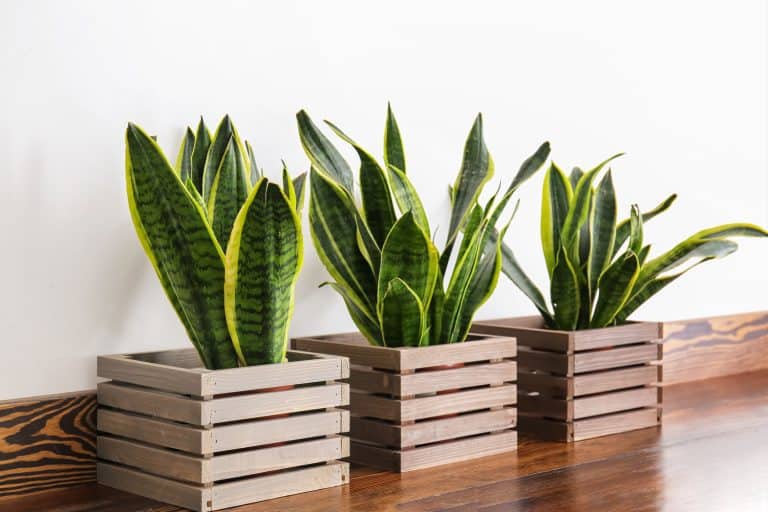 Sansevieria plants in pots on table, Does Sansevieria [Snake Plant] Purify Air?