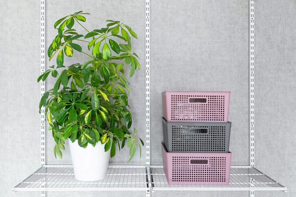 Schefflera and three plastic containers with lids on metal shelf