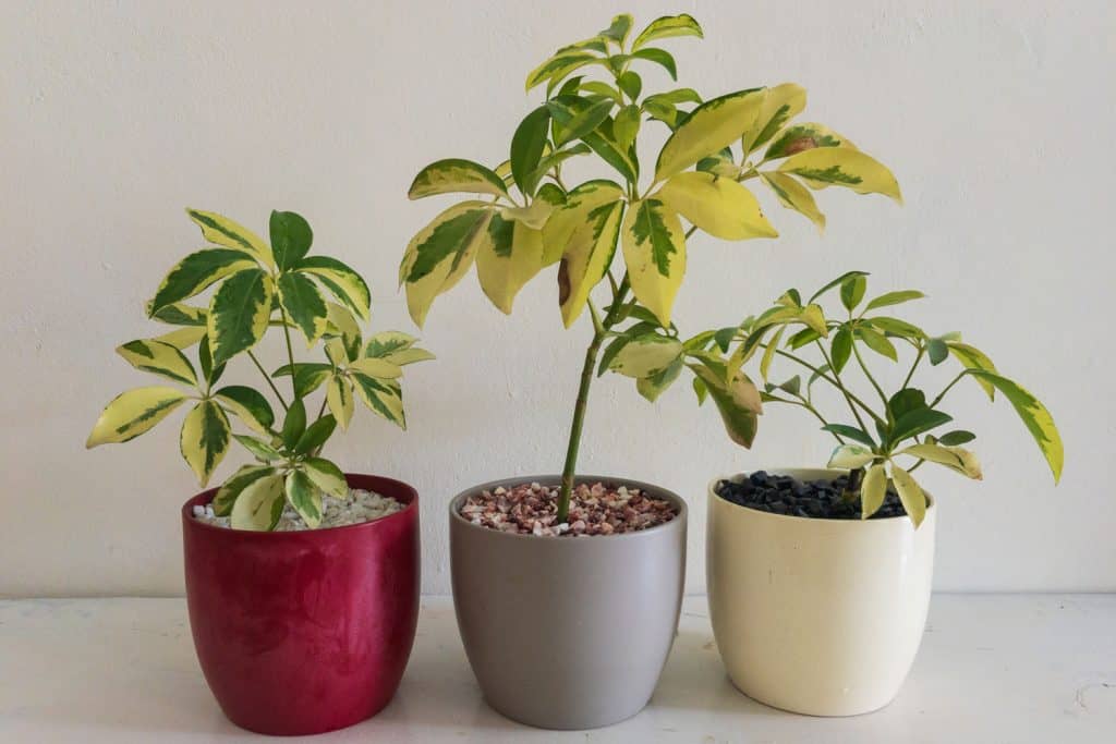 Schefflera plants planted in different colored pots