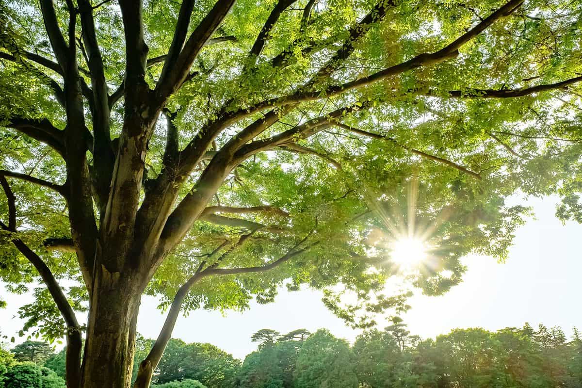 Sun rays through the tree leaves at a park in early summer