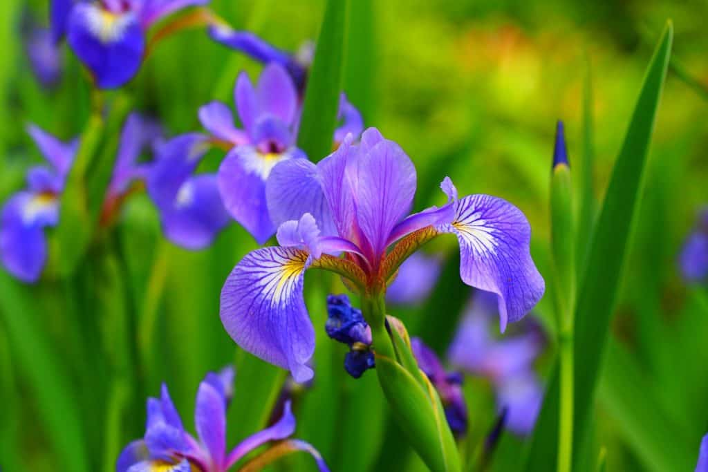 Up close photo of Siberian Iris orchids brightly blooming in the garden