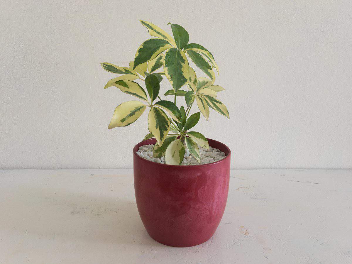 Variegated Schefflera plant potted in a colorful decorative pot